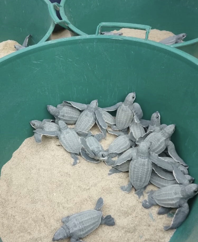 Nacieron tortugas Cardón en la Bahía de Patanemo