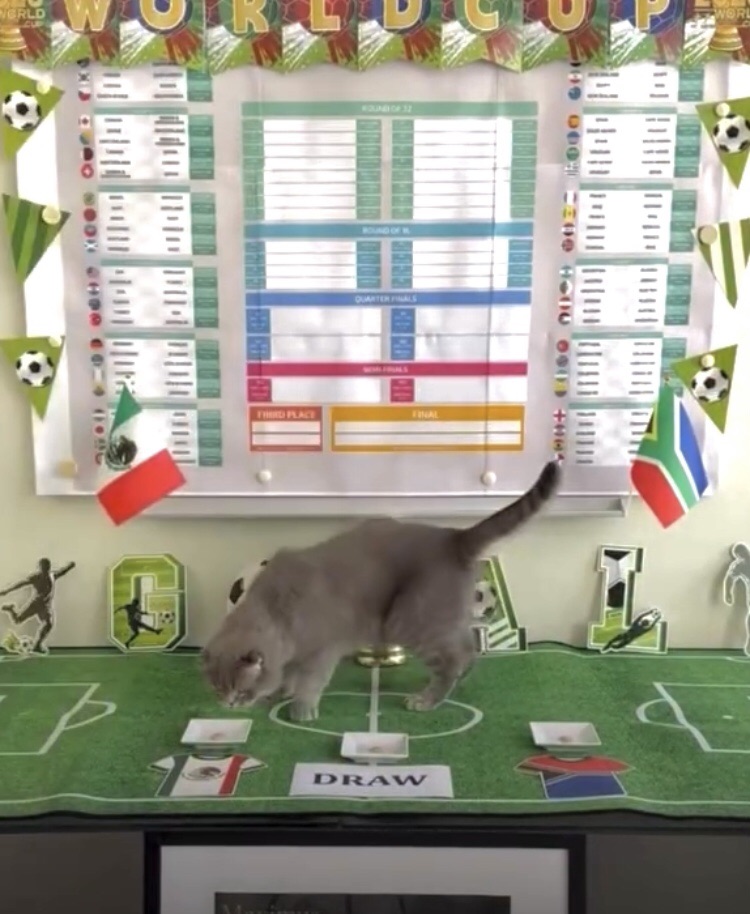Gato se volvió viral tras predecir al ganador del partido entre México y&nbsp;Sudáfrica&nbsp;