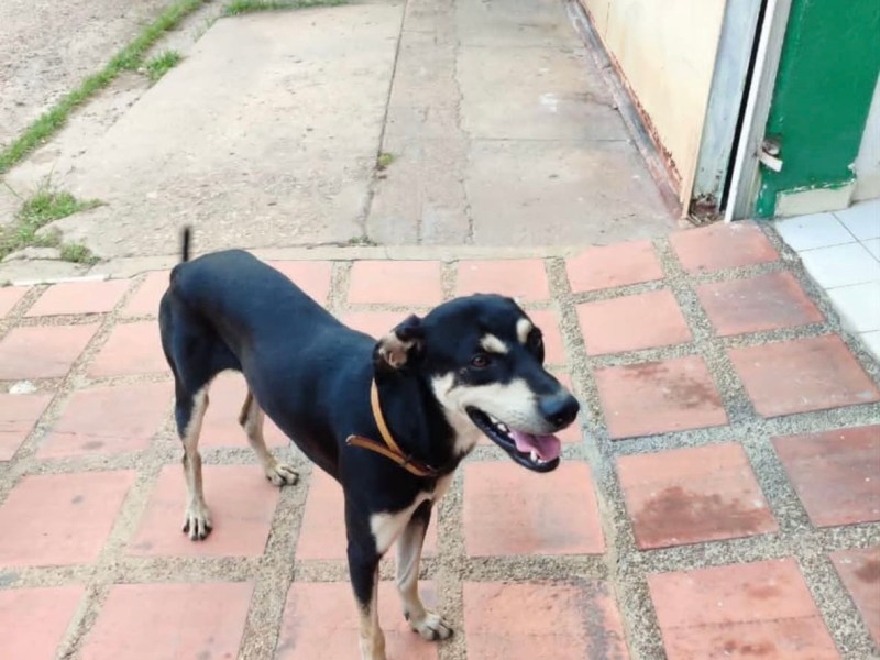 Piden apoyo a fundaciones para resguardar a perrito en Boyacá,&nbsp;Barcelona