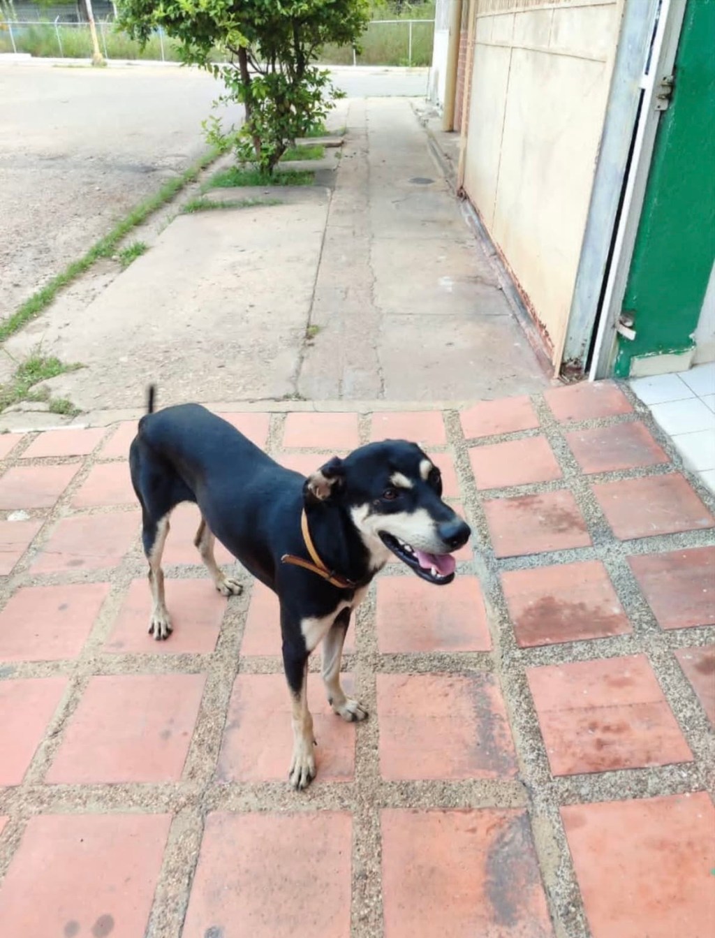 Piden apoyo a fundaciones para resguardar a perrito en Boyacá,&nbsp;Barcelona