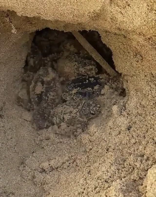 Nacieron tortugas marinas en playa El Agua