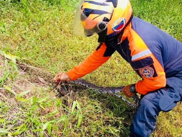Rescatan a ejemplar de boa constrictor en el ministerio de transporte de&nbsp;Barcelona
