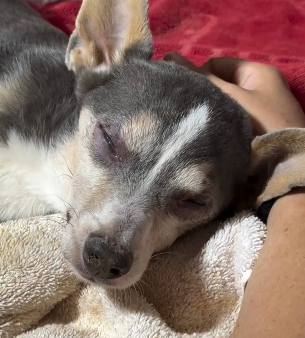 Milagro en Caraballeda: Rescatan a perrito tras 12 días bajo los&nbsp;escombros