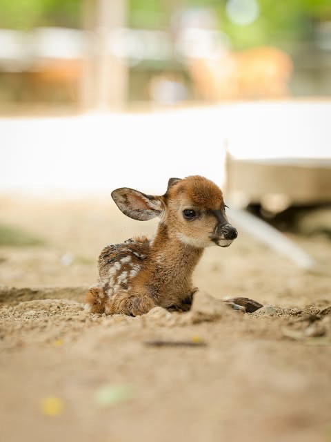 Nació un venado cola blanca en el Zoológico Las Delicias de&nbsp;Maracay