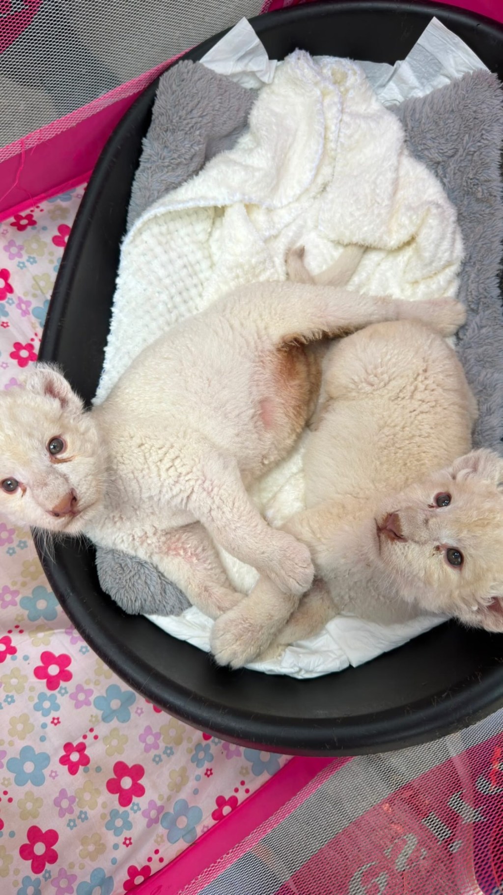 Zoológico de Las Delicias celebra el primer mes de vida de sus cachorros de león&nbsp;blanco