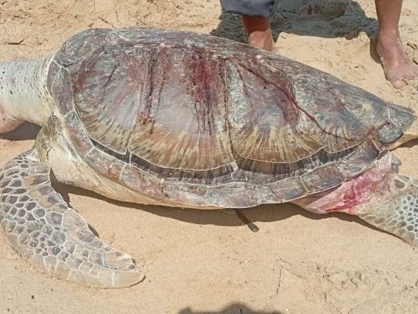 Hallan sin vida a una tortuga marina en costas de Puerto&nbsp;Pirítu