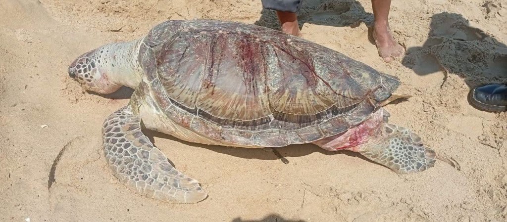 Hallan sin vida a una tortuga marina en costas de Puerto&nbsp;Pirítu