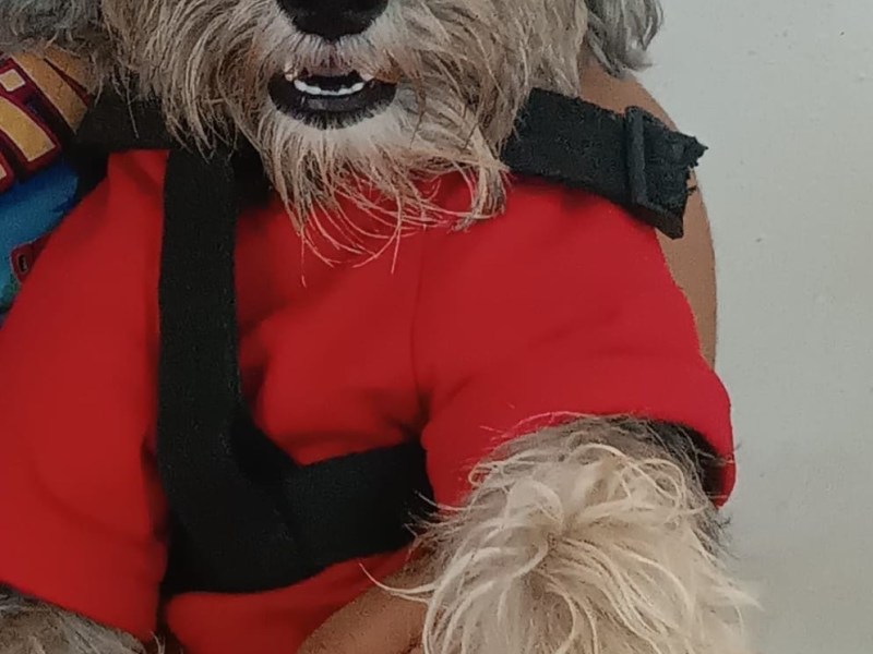 Buscan a perrito extraviado en Puerto La&nbsp;Cruz
