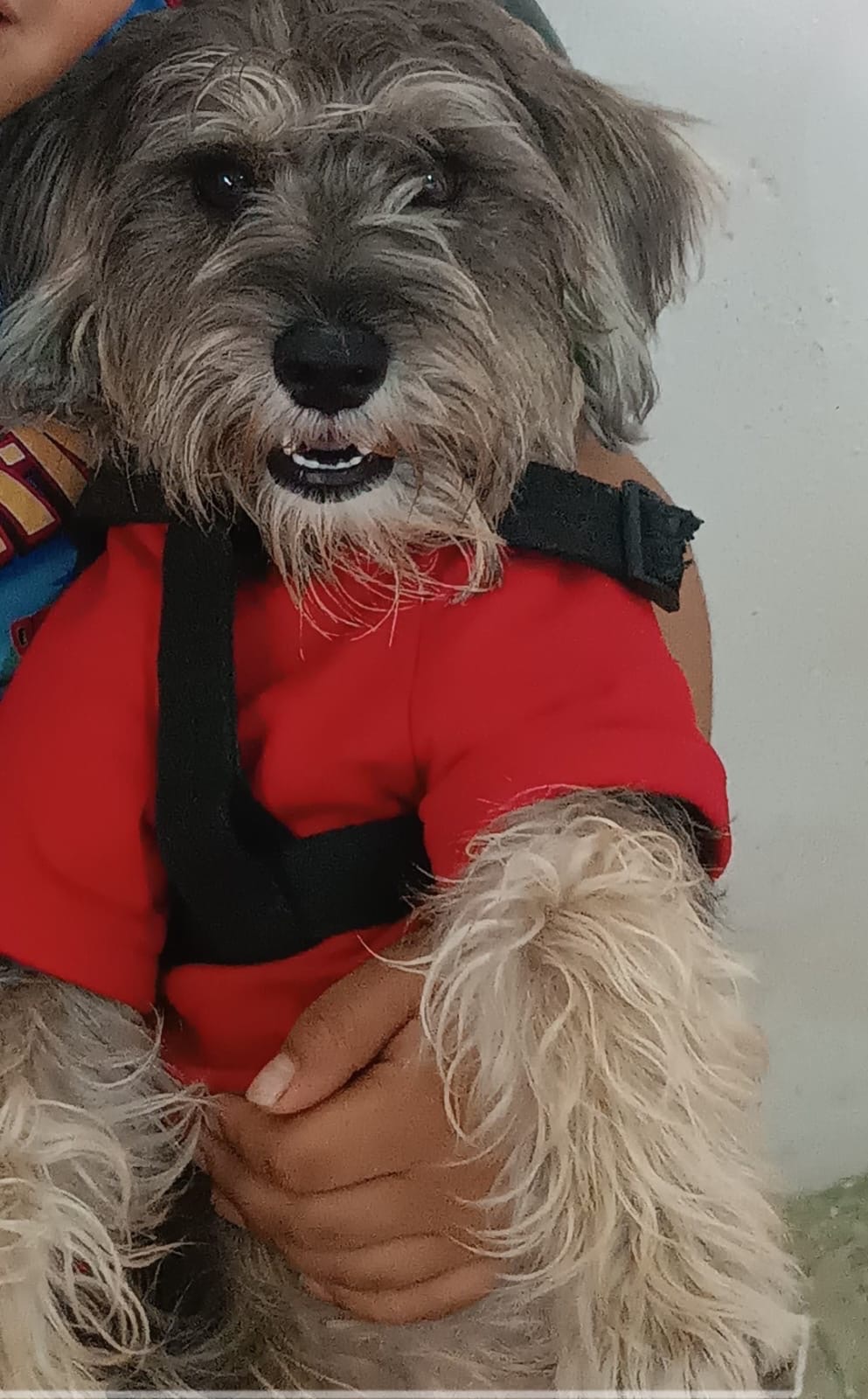 Buscan a perrito extraviado en Puerto La&nbsp;Cruz