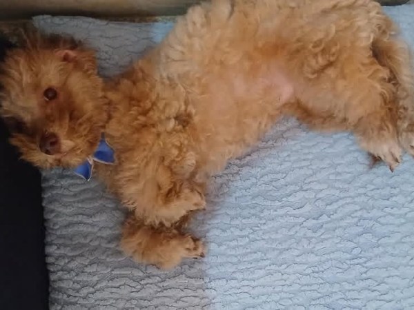 ¡Se busca a Milo! Desapareció perro en Vista Linda, Puerto La&nbsp;Cruz