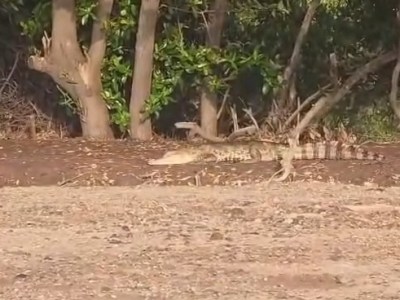 Reportan nuevo avistamiento de una baba en canal de la avenida Camejo Octavio de&nbsp;Lechería