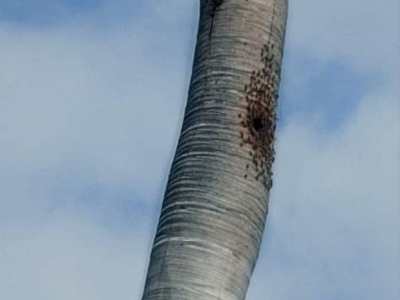 Vecinos de Chuparín en Puerto La Cruz, alertan sobre árbol con colmenas que representa un riesgo para la&nbsp;comunidad