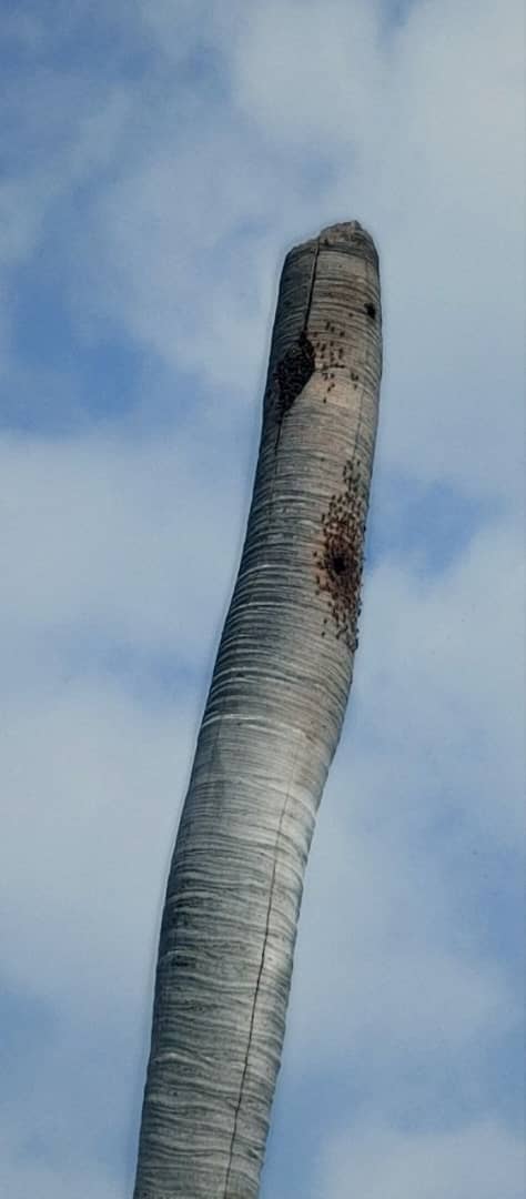 Vecinos de Chuparín en Puerto La Cruz, alertan sobre árbol con colmenas que representa un riesgo para la&nbsp;comunidad
