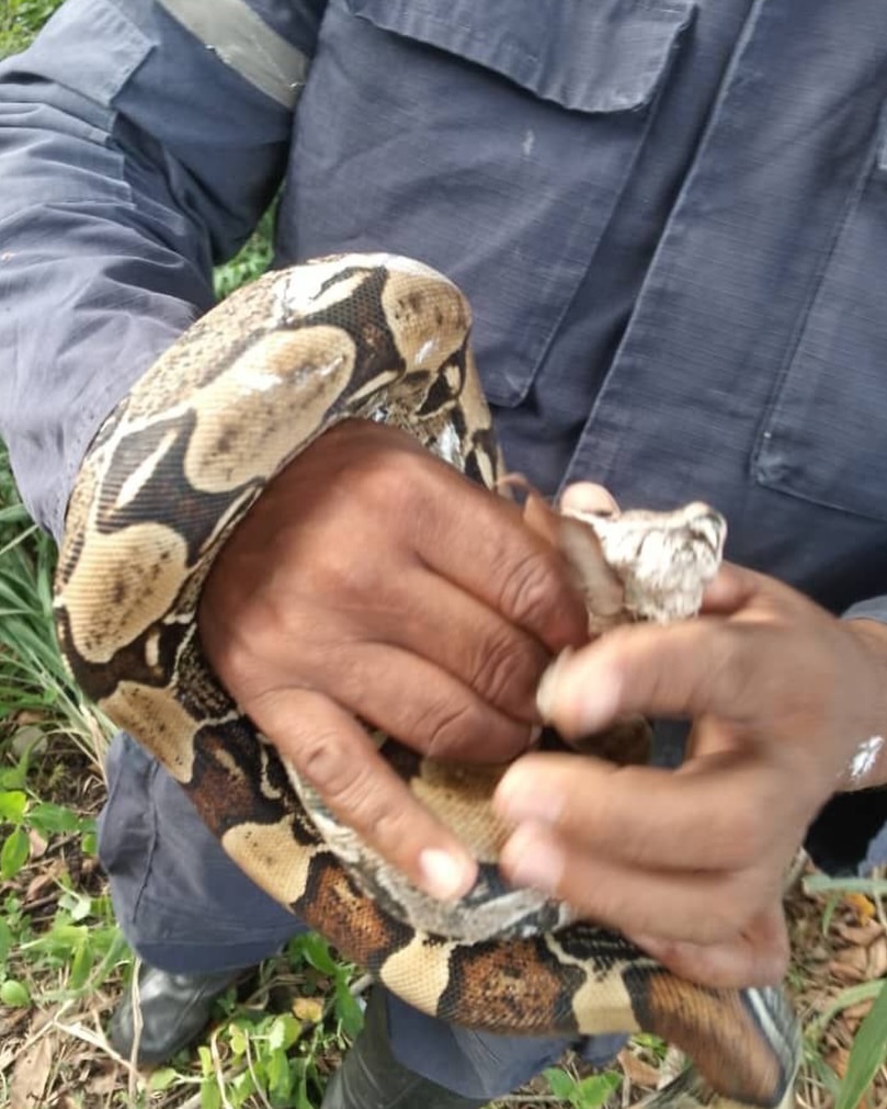 Rescatan a una Boa Constrictora en las instalaciones de la UDO en&nbsp;Anaco