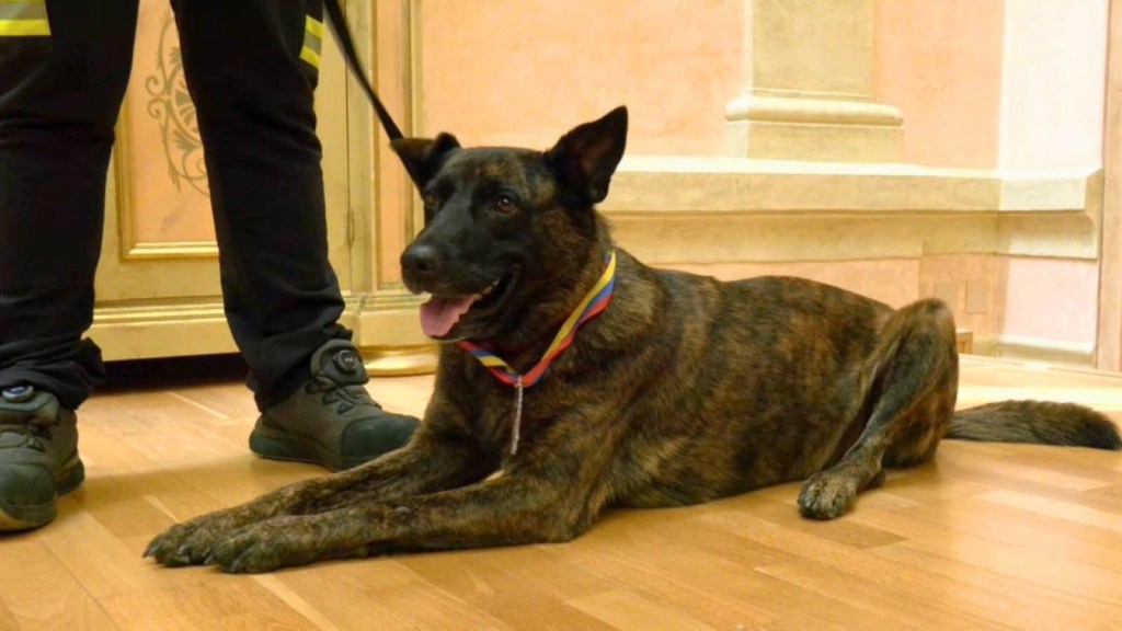 Falleció Luka, la heroica perrita rescatista española que sirvió en los terremotos de&nbsp;Venezuela