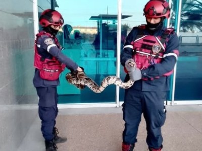 Rescataron una boa constrictora de 2,5 metros en un centro comercial de&nbsp;Barcelona