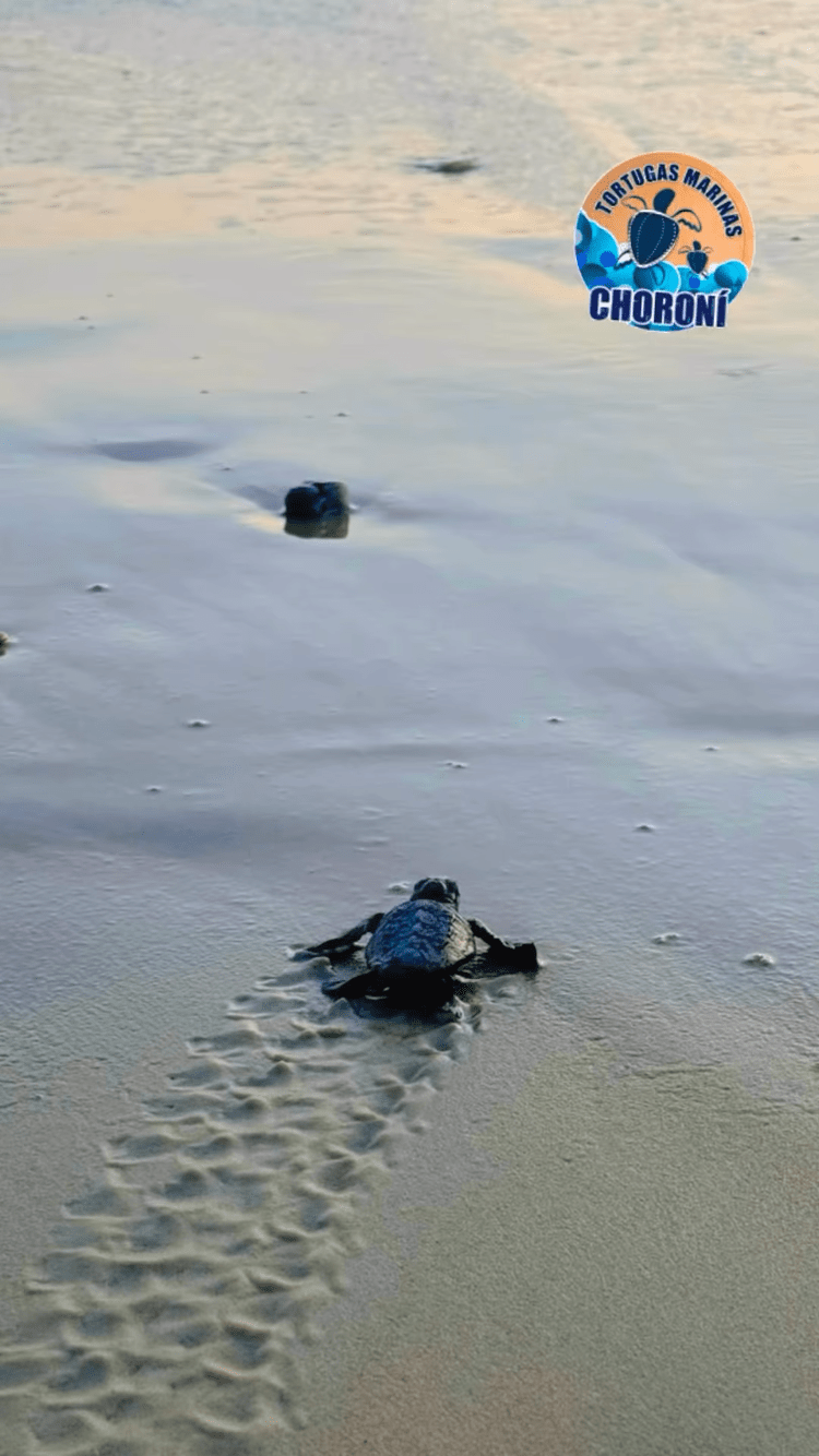 Nacieron 145 tortugas Caguama en&nbsp;Choroní