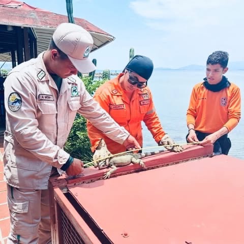 Rescatan y reubicaron a 43 iguanas verdes de las instalaciones del hotel Punta Palma en&nbsp;Lechería