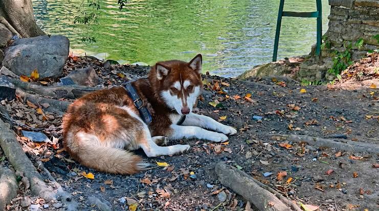 Un Husky Siberiano será el primer perro en recibir pensión alimentaria tras divorcio de sus dueños en&nbsp;México&nbsp;