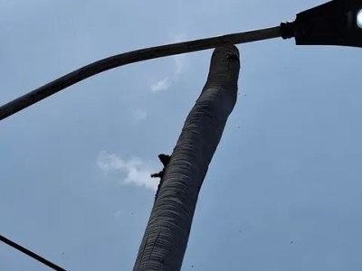 Autoridades neutralizaron riesgo por abejas en urbanización&nbsp;Chuparín