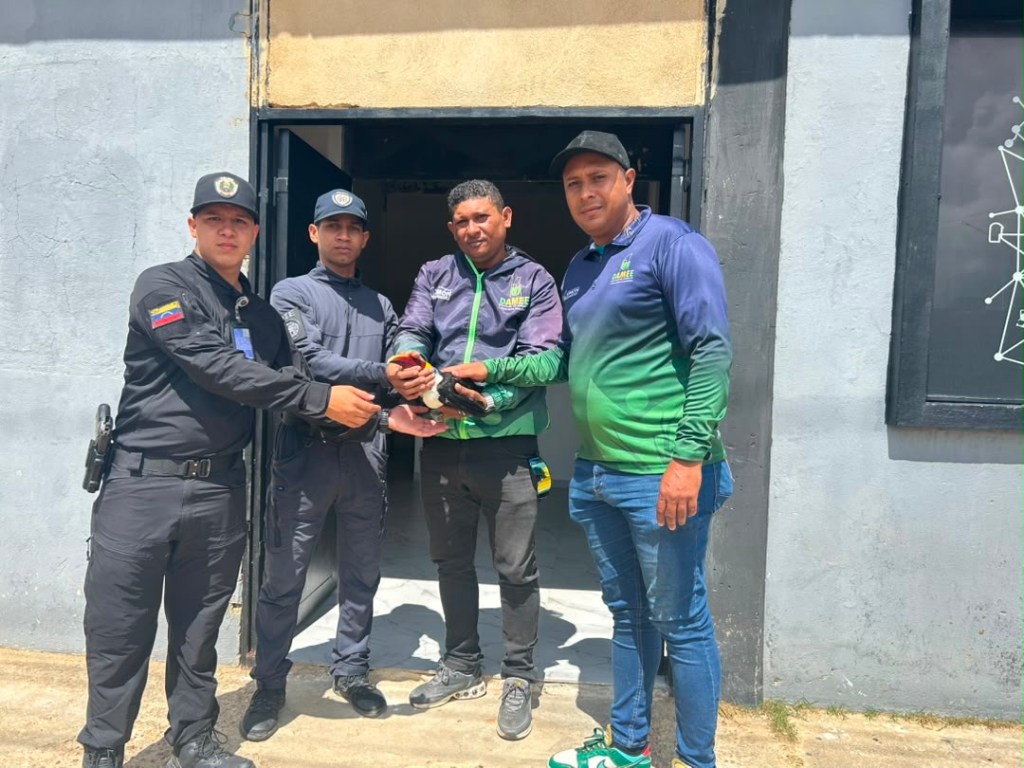 Rescatan a un tucán en inmediaciones del parque Andrés Bello de El Tigre