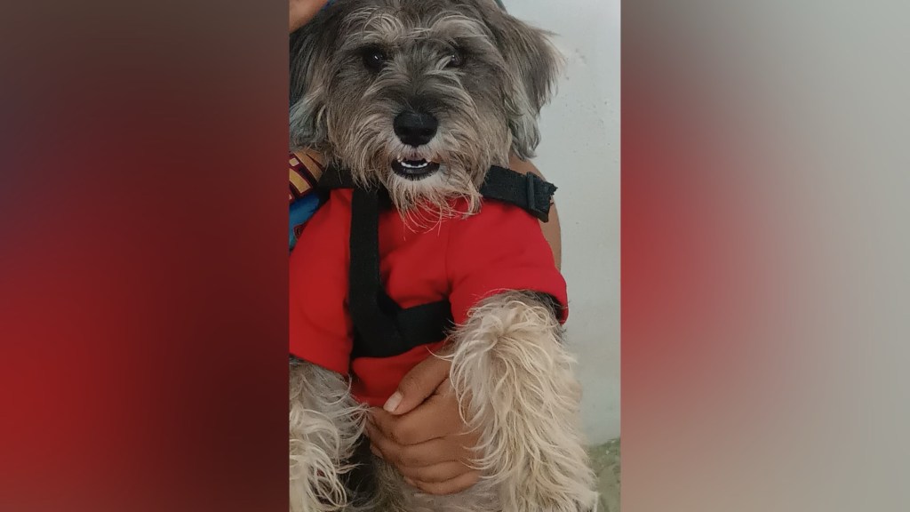 Buscan a perrito extraviado en Puerto La Cruz