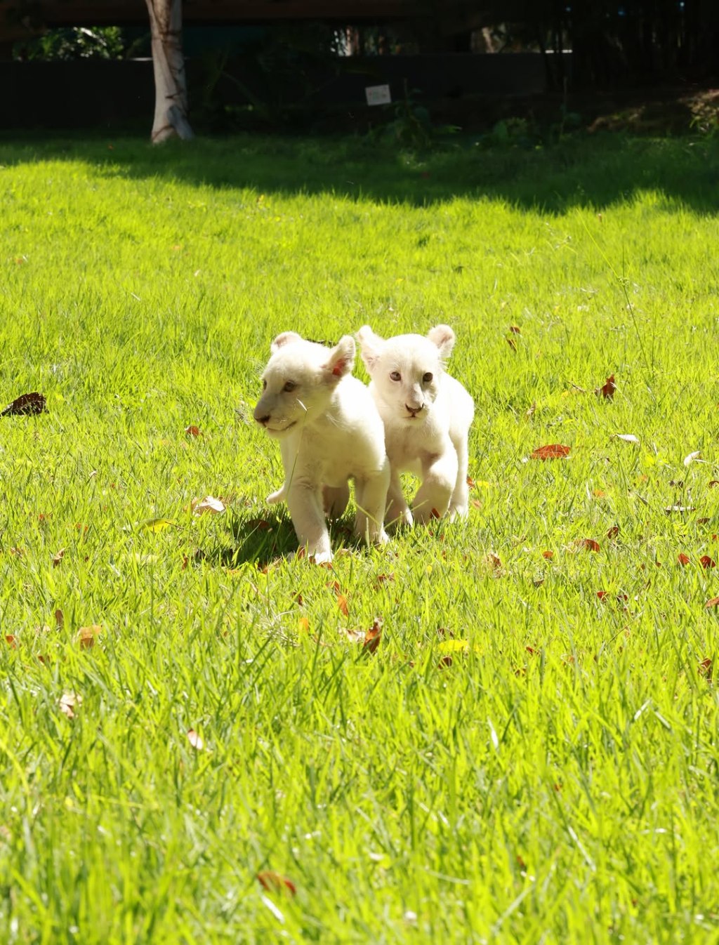 Con unas lindas fotos los cachorros de león blanco del zoológico Las Delicias cumplieron dos meses