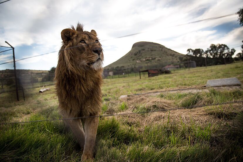 Diez leones mueren por presunto envenenamiento en reserva natural de Tanzania