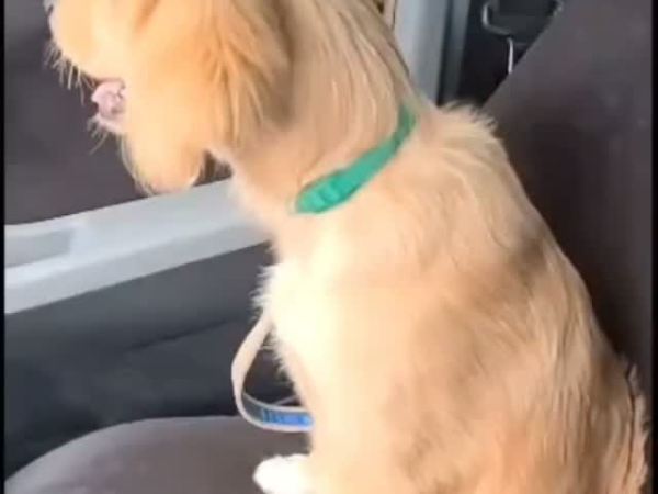 Hallan dentro de un pozo a «Simbad», perrito extraviado en&nbsp;Lechería