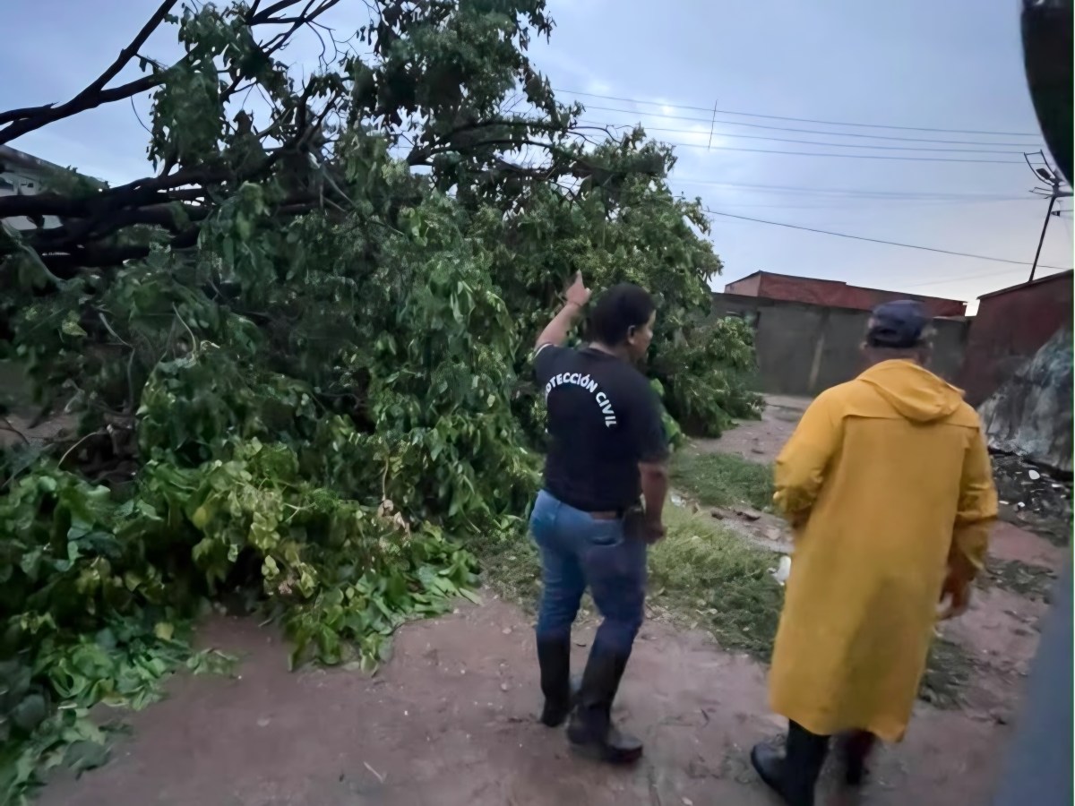 Fuertes vientos derriban árboles y causan afectaciones en la zona norte de&nbsp;Anzoátegui