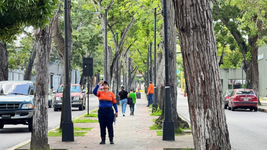 Inspeccionan árboles para prevenir riesgos por ondas tropicales en Maturín