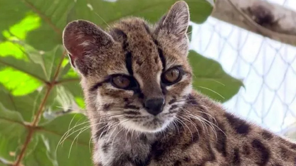 Científicos descubren una nueve especie de gato salvaje en&nbsp;Bolivia