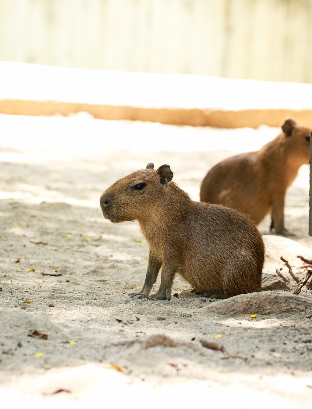 Chigüiritos cautivan  a todos en el Zoológico Las Delicias de&nbsp;Maracay