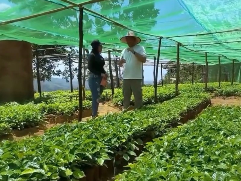 Avanza plan de siembra de plántulas de café en&nbsp;Guanta