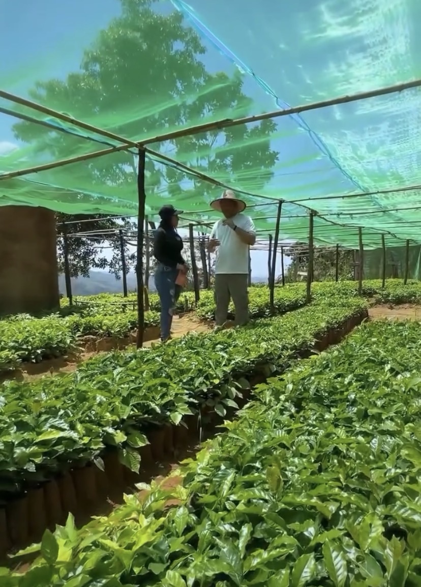 Avanza plan de siembra de plántulas de café en&nbsp;Guanta
