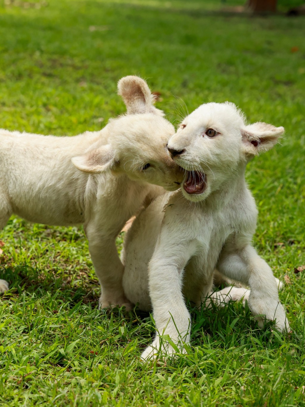 Cachorros de león blanco crecen sanos y fuertes en el Zoológico Las Delicias de&nbsp;Maracay