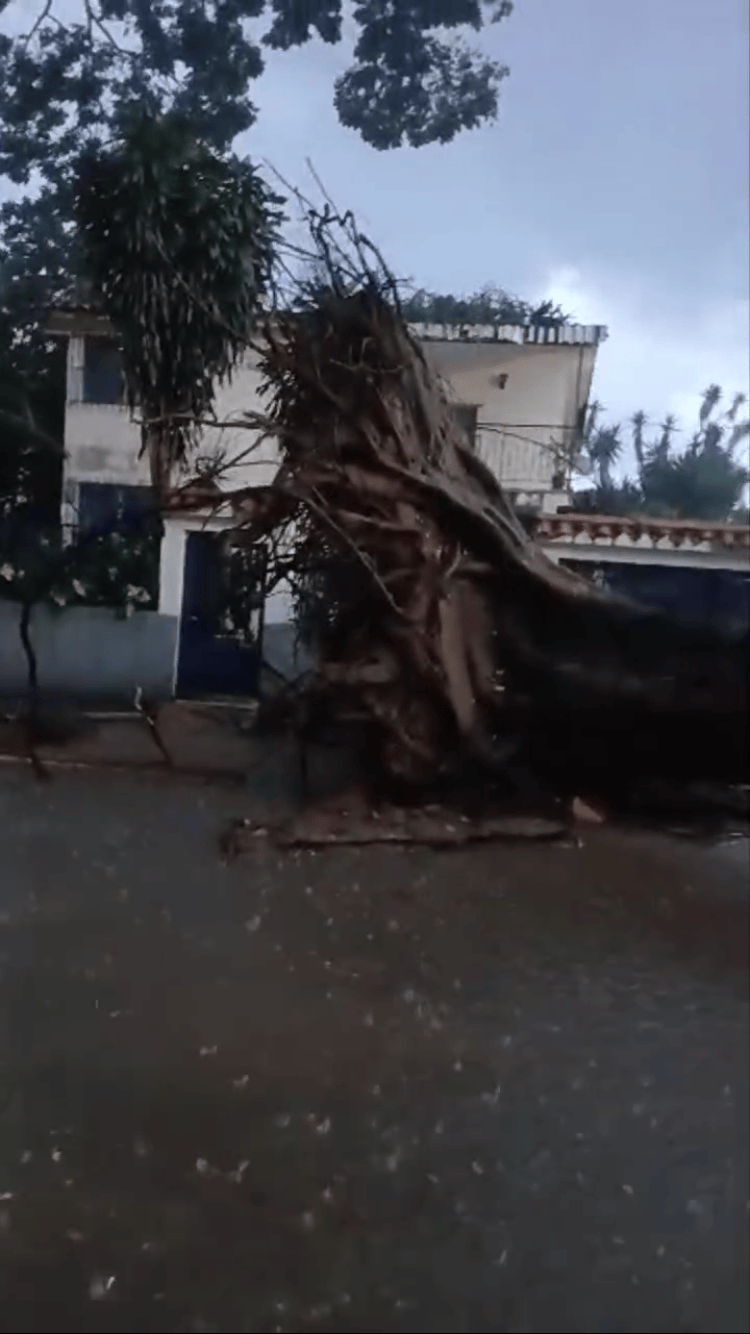 Temporal en Carabobo dejó anegaciones y varios árboles caídos tras intensas&nbsp;lluvias