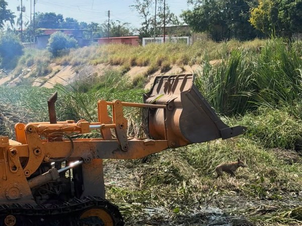Avanzan labores de limpieza y fumigación en el canal de alivio del río Neverí en&nbsp;Barcelona