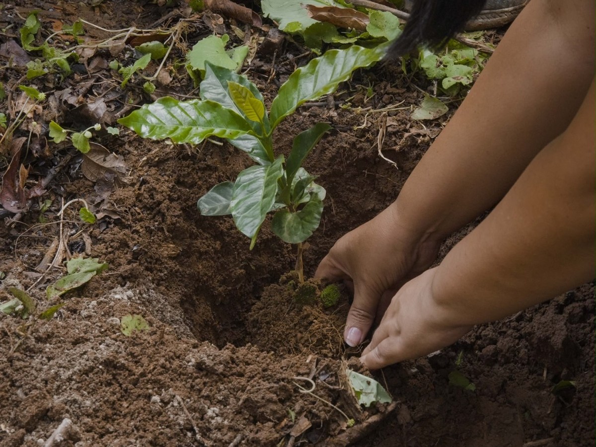 Avanza proyecto cafetalero con la siembra de 290 mil plantas en&nbsp;Bergantín