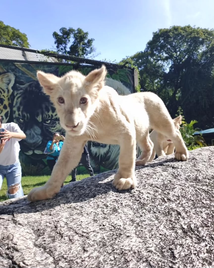 Cachorros de león blanco serán presentados este domingo en el zoológico de Maracay