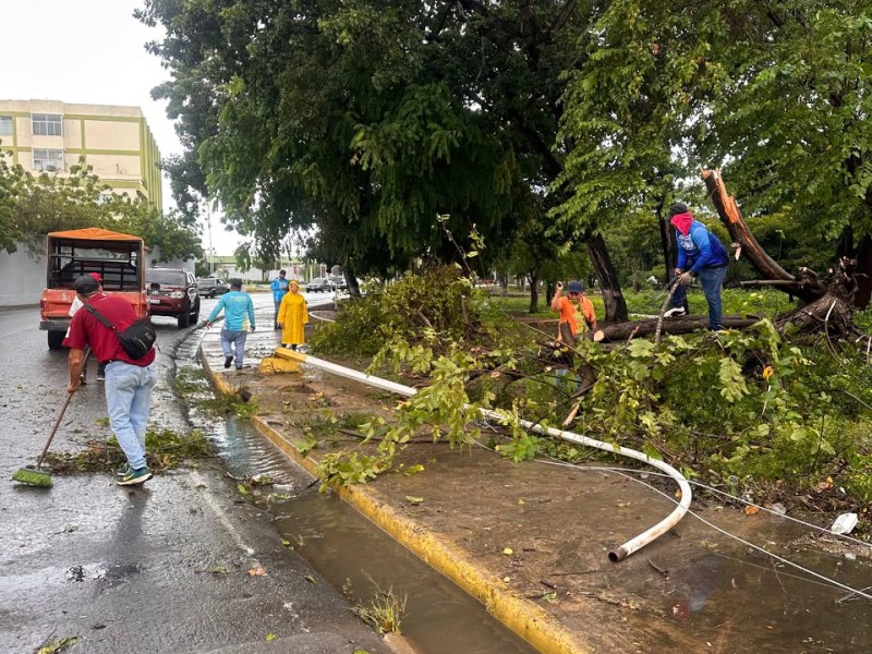 56 árboles se cayeron en Barcelona tras fuertes lluvias: Alcaldía despliega más de 150 funcionarios para atender la&nbsp;contingencia