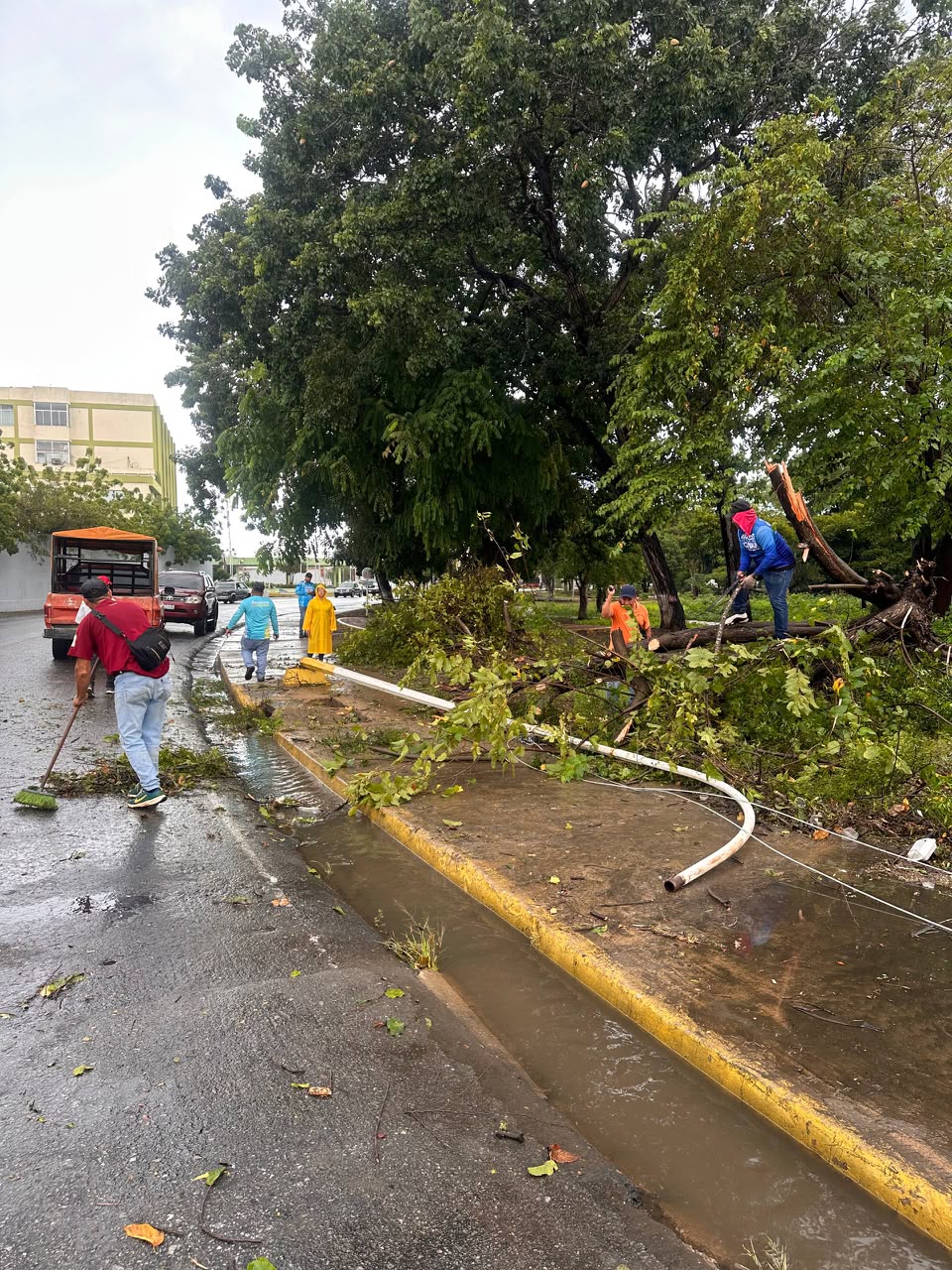 56 árboles se cayeron en Barcelona tras fuertes lluvias: Alcaldía despliega más de 150 funcionarios para atender la contingencia