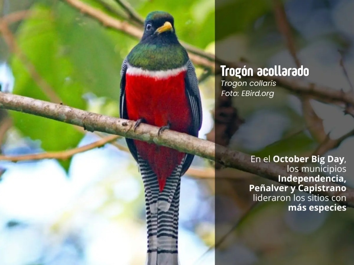 Durante el October Big Day Anzoátegui sumó 55 nuevas especies a su&nbsp;inventario