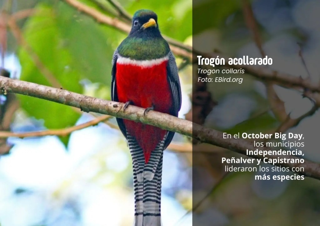Durante el October Big Day Anzoátegui sumó 55 nuevas especies a su inventario